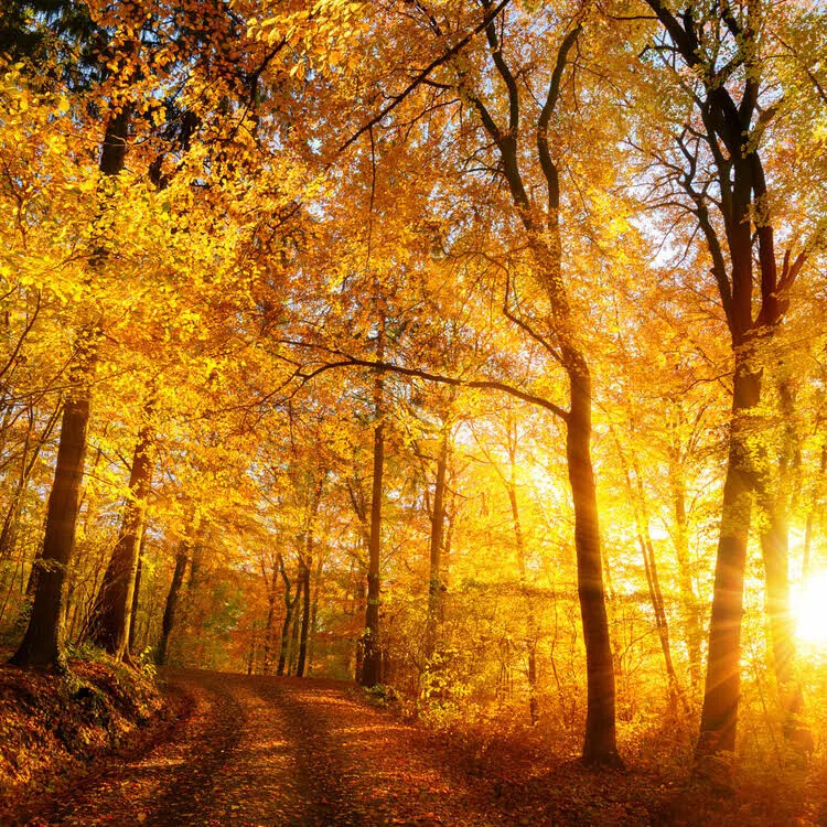 Double Scented! Soy Wax Melts, tarts, wickless candles- Fall sale Look!!