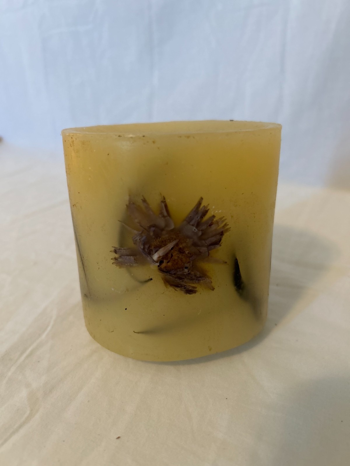 Claire’s Garden Floral Fragrance Green Botanical Scented Candle 4″x4″ USA Made