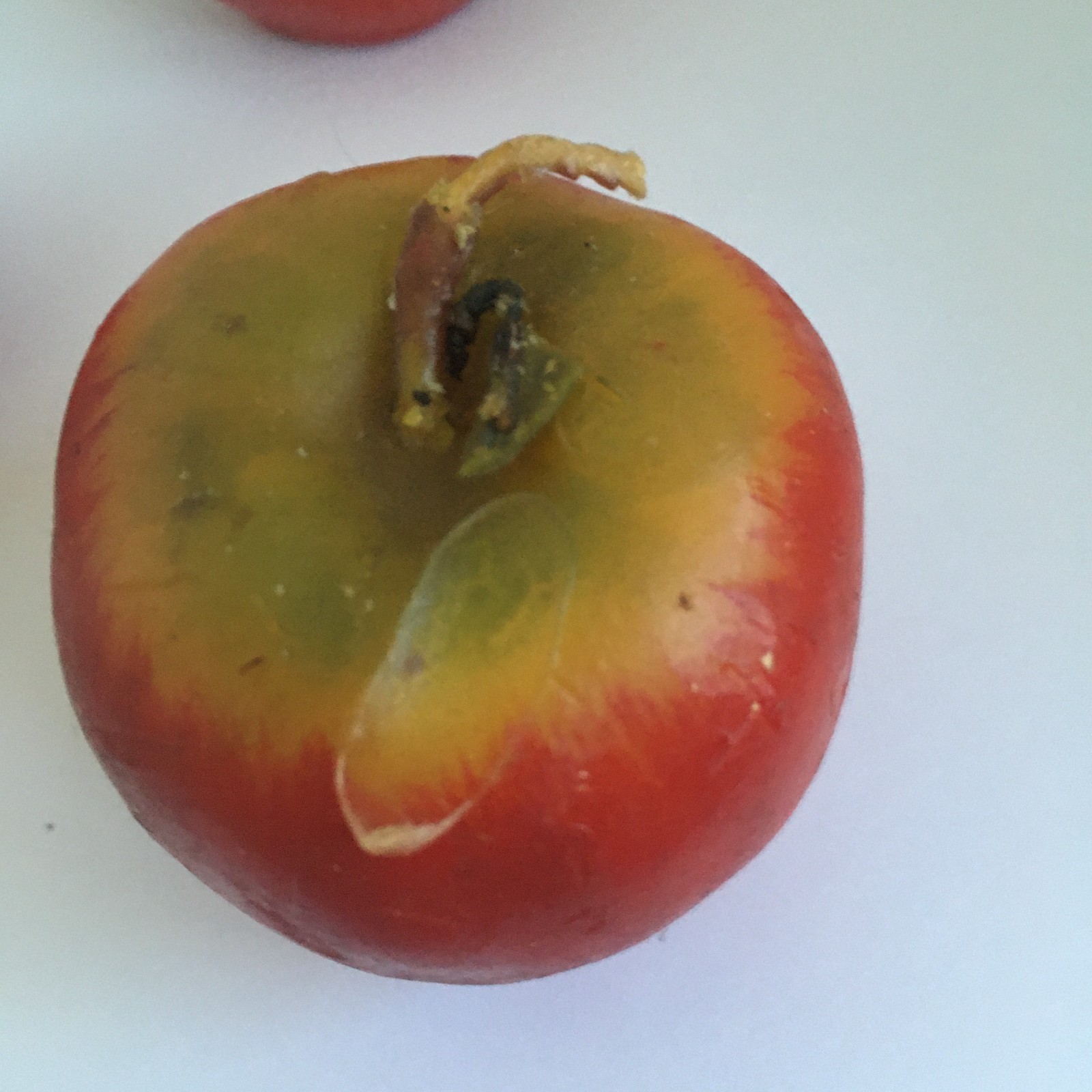 Vintage 3 Heavy Red Apple Wax Candle Life Size Odorless 2.50 Inches Realistic