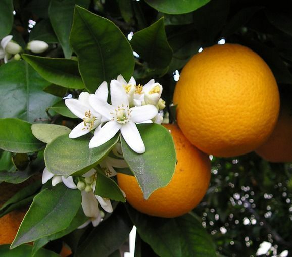 WOOD WICK * 16 OZ * ORANGE BLOSSOM SCENTED CANDLE * Leah’s Lite Candle
