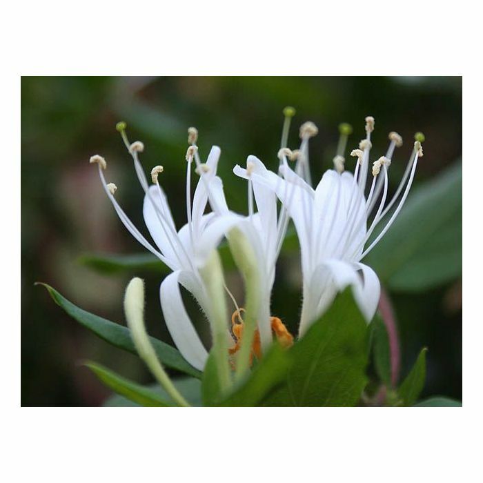 Wood Wick * HONEYSUCKLE * SCENTED Leah’s Lite CANDLE * 16oz