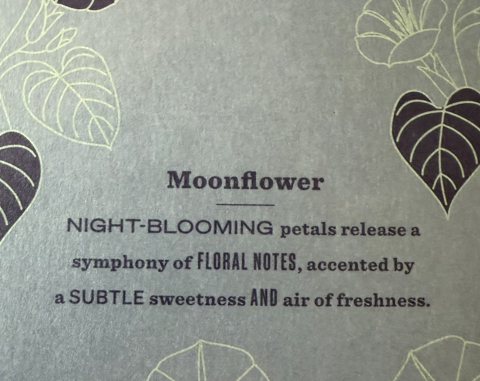 Moonflower Scent Candle, Garden Heirloom, 14oz – MRS. MEYER’S CLEAN DAY