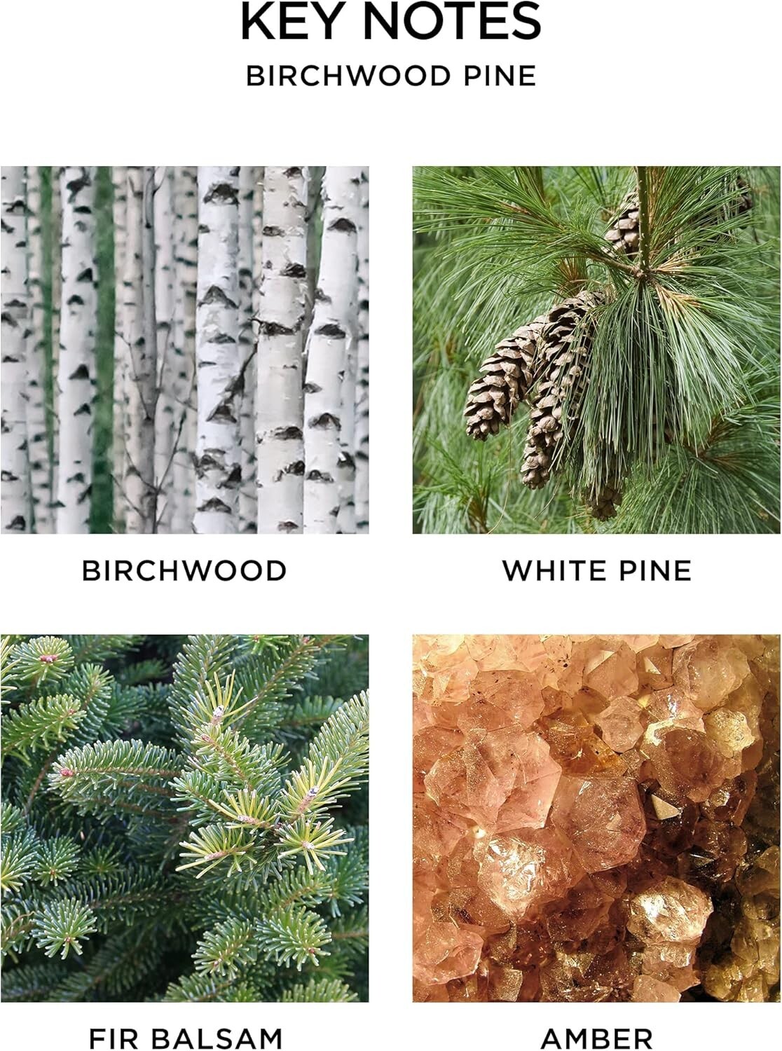 NEST New York Birchwood Pine Scented Classic Candle, 8.1 oz New