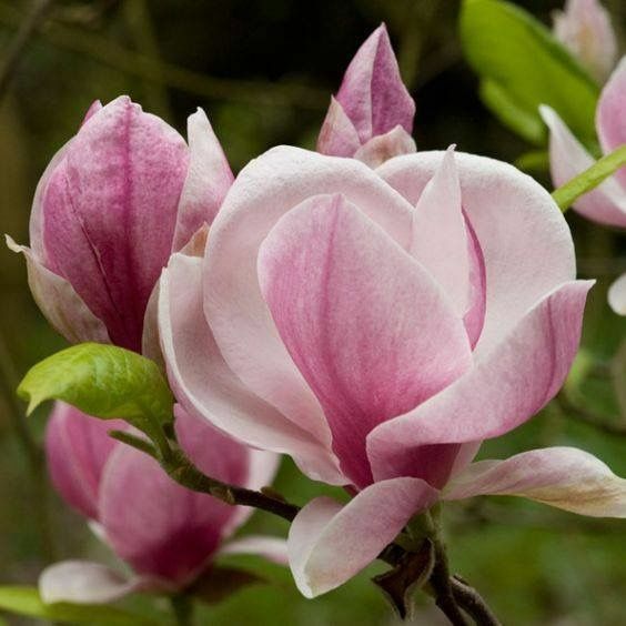WOOD WICK * MAGNOLIA BLOSSOMS * scented * Leah’s Lite Candle *16oz