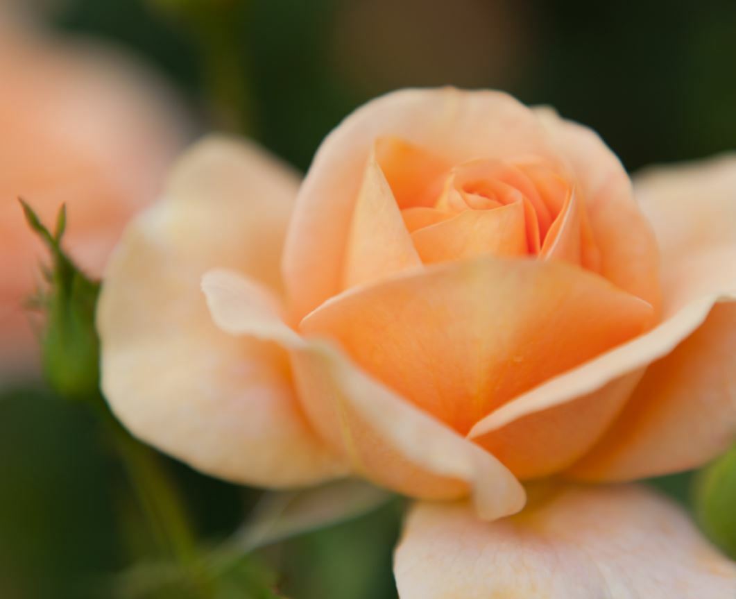 ROSY RINGS, APRICOT ROSE LUXURY MEDIUM BOTANICAL CANDLE, 6.5″ TALL, 200 HRS