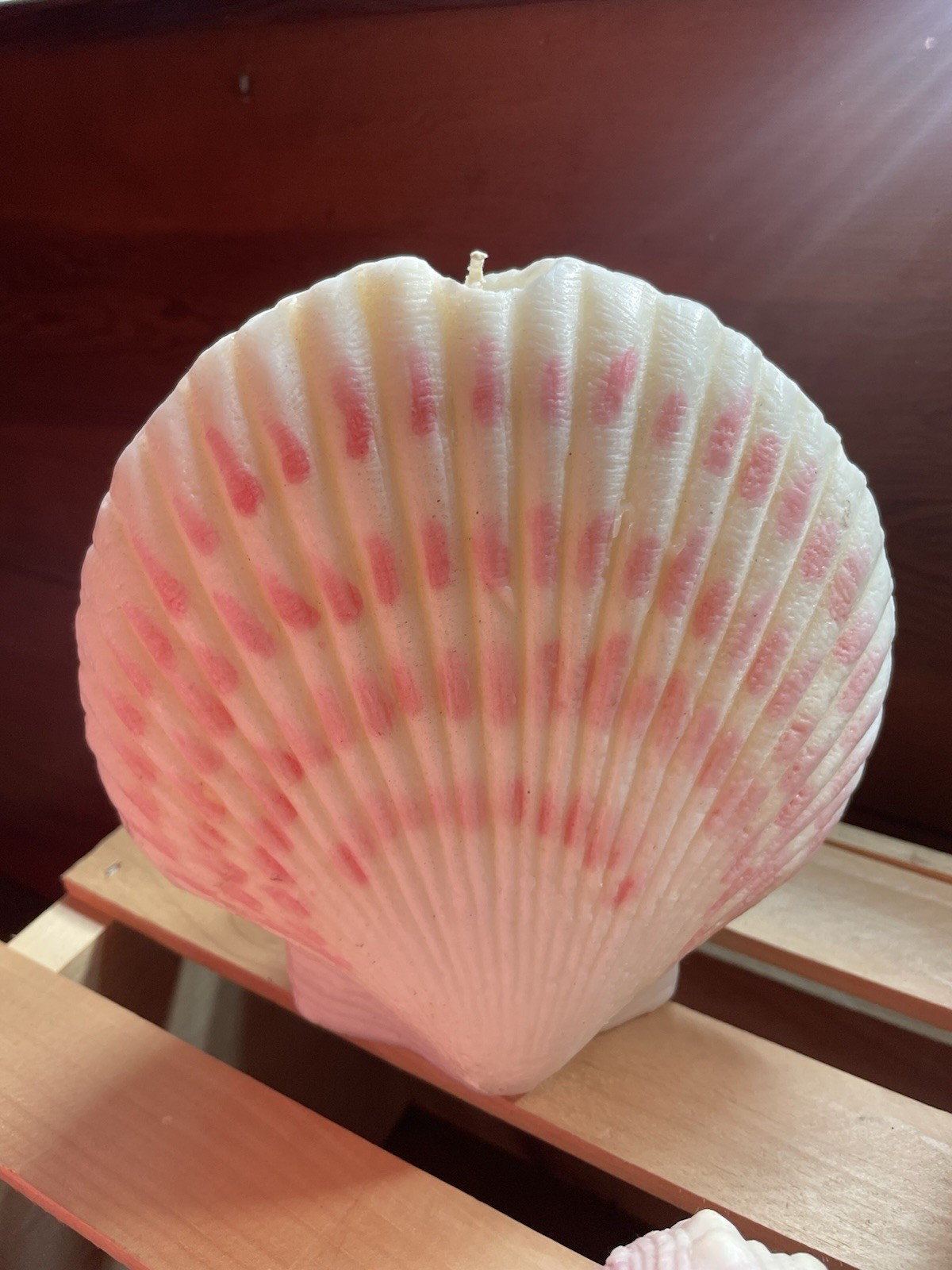 Pottery Barn Sea Shell Set Of 3 New -Large Sea 7 Inches