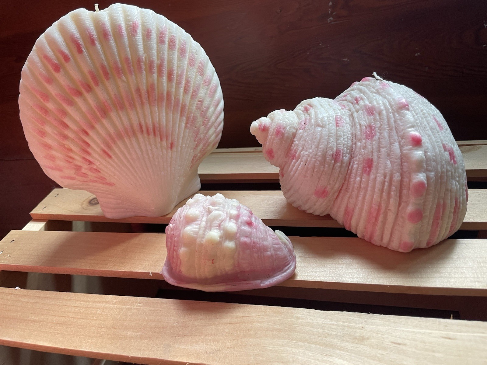 Pottery Barn Sea Shell Set Of 3 New -Large Sea 7 Inches