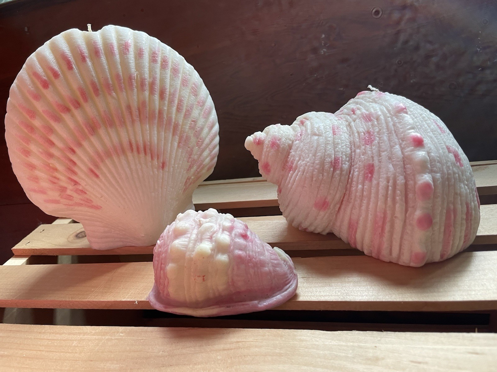 Pottery Barn Sea Shell Set Of 3 New -Large Sea 7 Inches