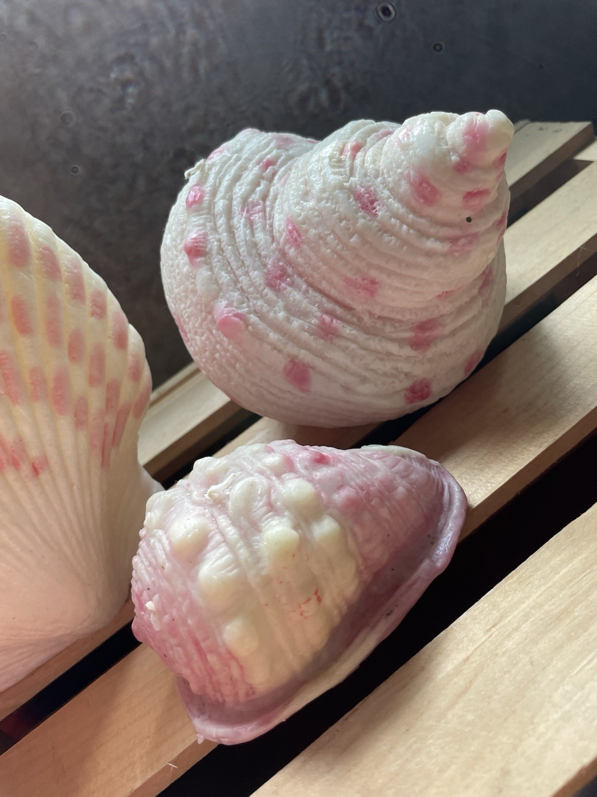 Pottery Barn Sea Shell Set Of 3 New -Large Sea 7 Inches