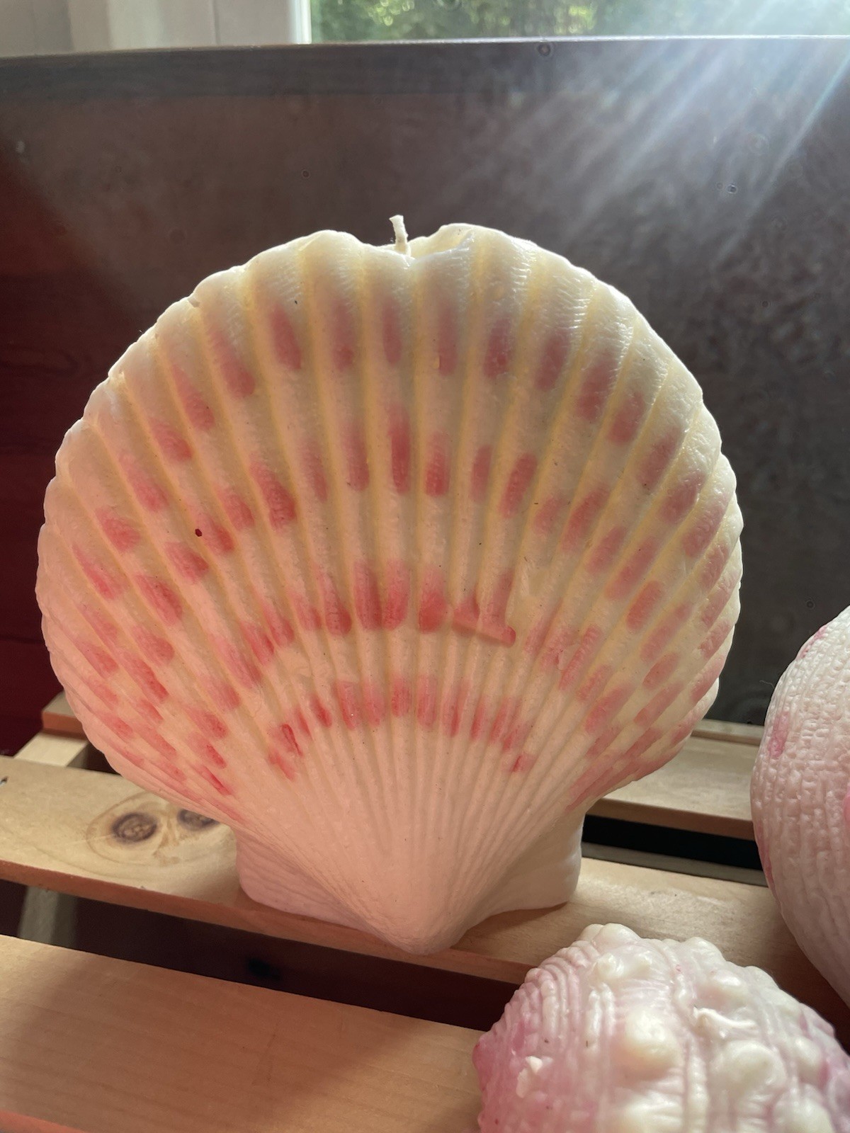 Pottery Barn Sea Shell Set Of 3 New -Large Sea 7 Inches