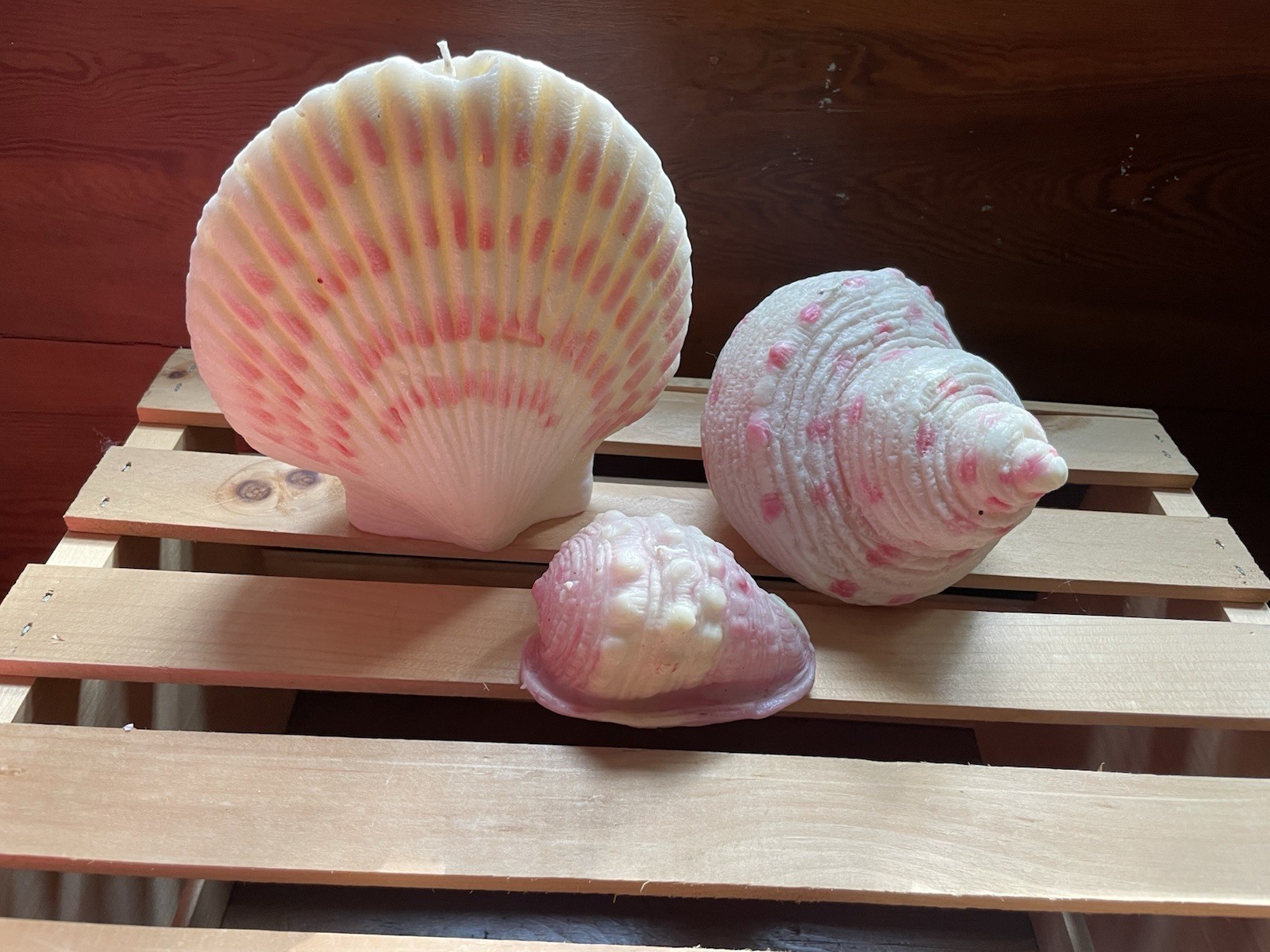 Pottery Barn Sea Shell Set Of 3 New -Large Sea 7 Inches