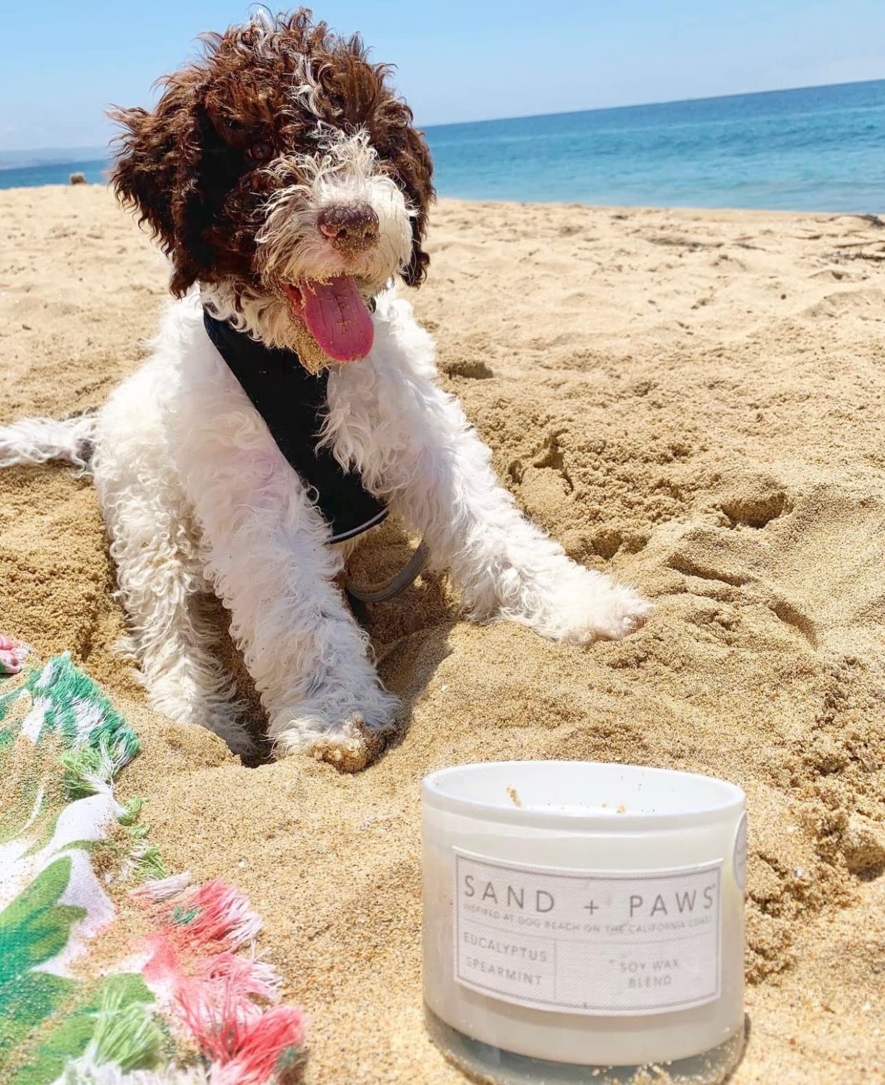 Sand + Paws Scented Candle Ocean Sea Salt Pet Odor Eliminator Jar 12 oz